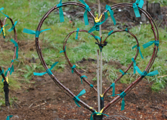 zelené dřevo se snadno ohýbá, jak je ukázáno na těchto štěpech jabloní ve tvaru srdce.