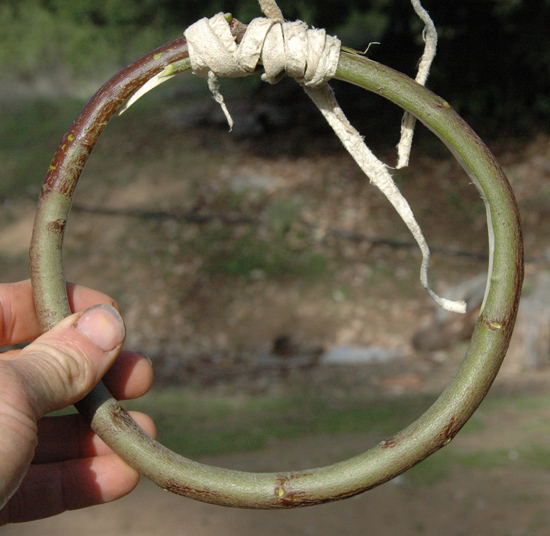 Wenn dieser Zweig zu einem Reifen gebogen wird, zeigt er die Inkonsistenzen in der Dicke, indem er ungleichmäßig gebogen wird.